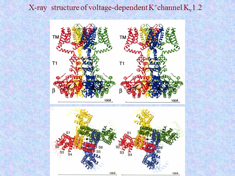 X-ray  structure of voltage-dependent K+channel Kv1.2
